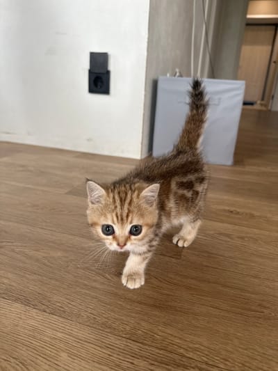 A very young tabby kitten with large, dark eyes and a fluffy tail walks across a wooden floor. The kitten is facing the camera, and its front paws are on the floor. Behind the kitten, a light-colored wall with a black electrical outlet is visible. Further in the background, a large gray bin and a doorway can be seen. The scene appears to be indoors, likely in a residential setting. There is no indication of the location being in Mokino, Russia.