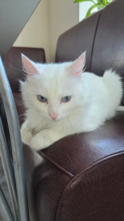 A white fluffy cat with striking blue eyes is lying on a dark brown leather armchair. The cat is positioned in the center of the frame, looking directly at the camera. Its paws are tucked underneath its body, and its tail is curled around its side. The armchair appears to be in a room with a light-colored wall in the background. A metallic object, possibly part of a chair or table, is visible on the left side of the image. The lighting suggests it is daytime, with natural light illuminating the scene. The location is identified as Старошареево, Russia.