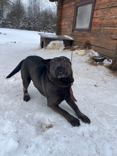 A dark-coated dog is observed in a snowy outdoor environment within Карабоўскі сельскі Савет, Belarus. The dog, positioned centrally, is in an alert or playful posture with its front legs extended forward and its head tilted upwards, looking towards the viewer. Its mouth is slightly open, revealing a portion of its tongue and a small amount of frost or moisture on its lower lip. The dog wears a dark collar with a red, flat attachment. Snow is visible on its paws and coat. The ground is covered in a layer of snow, with patches of dry grass or straw protruding. In the background to the right, a rustic wooden log building with a single window is visible. Adjacent to the building stands a wooden dog house, partially covered in snow and straw. Near the building and dog house, two bowls (one light-colored, one dark) are present on the ground, containing snow or frozen residue. A metal chain, connected to the dog's collar, extends towards the ground on the right side of the frame. Beyond the immediate area, a snow-covered expanse leads to a line of bare deciduous trees. The lighting suggests an overcast winter day.