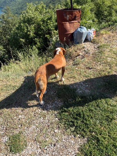 The image depicts an outdoor scene in the vicinity of Ponikvica, Montenegro. A brown and white dog stands on a gravelly and grassy incline, facing away from the camera. Behind the dog, to the right, is a large, rusty, open-top barrel, likely a trash receptacle. Two garbage bags, one gray and one white with red and yellow accents, are placed next to the barrel. The background is filled with lush green foliage and trees, with a body of water and hills visible in the distance. The lighting suggests it is daytime, with strong shadows cast on the ground by the dog and the barrel.