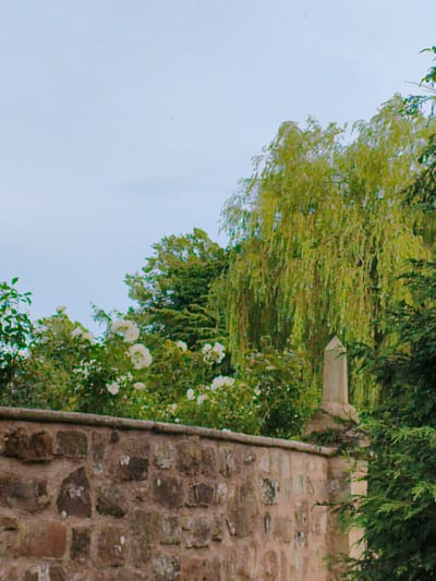 A stone wall runs horizontally across the lower portion of the image, composed of rough, irregularly shaped stones in shades of brown and gray. Above the wall, lush green foliage dominates the scene, with clusters of white flowers visible amongst the leaves. A tall, slender, light-colored stone marker or post stands in the middle ground, to the right of the flowers. Behind the foliage, a large, weeping willow tree with a dense canopy of bright green leaves is prominent, its branches cascading downwards. The sky above is a pale, hazy blue. The overall impression is one of a garden or park setting with a historic stone boundary. The location is Rugby, United Kingdom.