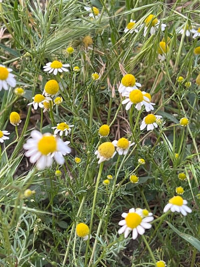 The image displays a close-up, naturalistic view of a field of chamomile flowers interspersed with tall grasses. The flowers exhibit characteristic white petals radiating from a bright yellow, cone-shaped center. Many of the flowers are in bloom, while some appear as buds or have started to wither. The surrounding environment is lush and green, with thin blades of grass and foliage creating a textured background. The lighting suggests it is daytime, with soft natural light illuminating the scene. The image captures the natural beauty of a meadow or field, likely in a rural or semi-rural setting. The provided location, Ленинское сельское поселение, Ukraine, indicates a rural administrative division within Ukraine.