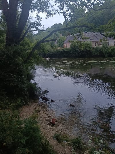 The image depicts a serene natural scene adjacent to a stone building, likely a house or historical structure, nestled amongst lush greenery. The building features a grey slate roof, yellow stone walls, and multi-paned windows. In the foreground, a body of water, possibly a river or pond, is visible. Several waterfowl are present in the water, including two adult swans and at least three ducks, some of which appear to be ducklings. One swan is positioned closer to the bank, with rippling water around it, while another is further out with a companion. The water's surface is disturbed by ripples, suggesting movement. The shoreline is characterized by a gravelly and rocky texture, with vegetation growing along its edge. Overhead, tree branches, heavily laden with leaves, cast shadows and create a natural canopy. The overall atmosphere is tranquil and pastoral. This scene is located in the city of Arun, United Kingdom.