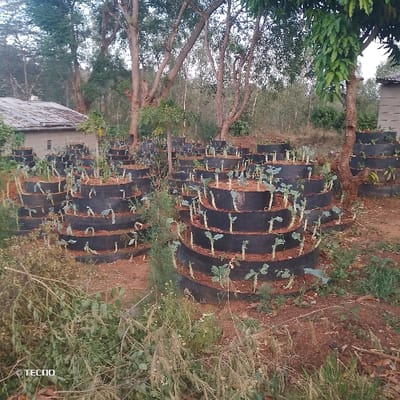 A rural landscape features multiple tiered, circular gardens constructed from black material, likely tires, filled with reddish-brown soil. Small green plants are growing in each tier. The gardens are spread across an open area with trees in the background, under a cloudy sky. A simple building with a corrugated metal roof is visible to the left. There is also some overgrown vegetation in the foreground.