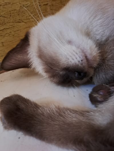 The image shows a close-up of a domestic cat sleeping. The cat has light-colored fur with darker brown points on its ears and face. Its eyes are closed, and its head is tucked into its body. A paw is visible in the foreground. The background appears to be a textured, yellowish surface. The scene is indoors, on what seems to be a light-colored, flat surface, possibly a table or floor. There is no indication of the specific location within Lhokseumawe, Indonesia.