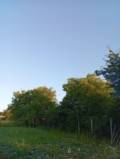The image depicts a rural scene in Buțeni, Moldova, under a clear, pale blue sky. In the foreground, a patch of tall, green grass and some recently harvested green stalks lie on the ground. Several chickens, appearing to be domestic fowl, are visible foraging amongst the vegetation. Beyond the grassy area, a fence made of wooden posts and wire stretches horizontally across the frame. Behind the fence, a line of dense green trees forms a natural backdrop, with sunlight catching the leaves of some trees, highlighting their vibrant green color. In the far left background, more trees and what appears to be a building are visible. The overall impression is one of a peaceful, agrarian landscape bathed in natural light.