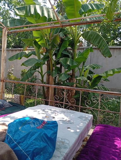 In Hisor, Tajikistan, an outdoor scene unfolds under a bright sky, framed by the lush, broad leaves of banana trees. A metal structure, likely a pergola or a support for vines, partially covers the area. Beneath it, a white tablecloth with a floral pattern is spread over a surface, possibly a table or a raised platform, with a blue plastic bag or cover resting on it. To the right of this, a vibrant purple cushion or blanket is visible. A rusty metal railing with decorative scrollwork separates the foreground from the background, where more greenery and a concrete wall are present. A small cluster of unripe bananas hangs from one of the banana plants. The overall impression is one of a relaxed, rustic outdoor setting, typical of a garden or yard.