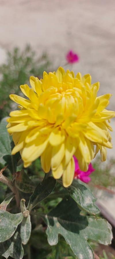 A close-up, vertical, eye-level shot captures a vibrant yellow chrysanthemum flower in focus. The flower's numerous petals are arranged in a dense, spherical shape, with some petals casting shadows on others. The stem and some green leaves of the plant are visible in the foreground, showing a rough texture. In the blurred background, a pink flower is discernible, and a light-colored wall forms the backdrop. The lighting suggests a sunny day. The location of Mehrabad, Uzbekistan, is not evident from the visual information presented in the image.