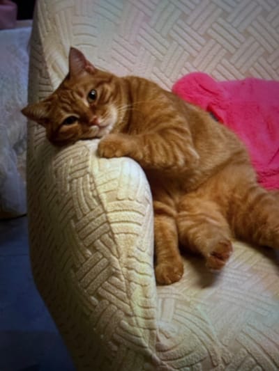 In an indoor setting within the city of Arthès, France, an orange tabby cat is observed reclining on a light-colored armchair. The cat's head rests on the armrest, facing the viewer with its eyes open. Its front paws are draped over the armrest, while its body and hind legs are stretched across the seat of the armchair. A bright pink, plush object, likely a blanket or pillow, is positioned behind the cat on the seat. The armchair's upholstery features a distinct textured, geometric pattern. No other individuals or animals are visible.