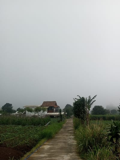 The image depicts a rural or semi-rural landscape in Joshi Vihir, India, under a heavily overcast or foggy sky that covers approximately the upper two-thirds of the frame. A narrow, unpaved or concrete pathway extends from the foreground into the middle ground, receding towards a dense tree line obscured by atmospheric conditions. To the left of the pathway, an agricultural field contains rows of green crops. A blue hose or pipe runs along the field's edge parallel to the path. To the right, tall wild grasses and various green plants border the path. In the mid-ground, a two-story structure with white walls and a reddish-brown tiled gabled roof is visible, partially surrounded by vegetation. No individuals, overt actions, or interactions are present in the scene.