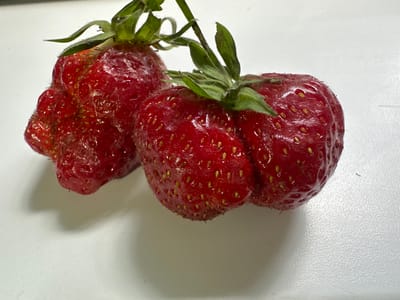 Two misshapen, red strawberries are positioned on a textured, off-white surface. The strawberry on the left is larger and appears somewhat contorted. The strawberry on the right is slightly smaller and more regularly shaped. Both strawberries have visible achenes (seeds) on their surface and green leafy calyxes at their tops. The lighting creates soft shadows beneath the fruits. The image does not depict any specific location in the city of Lopashchyne, Ukraine.