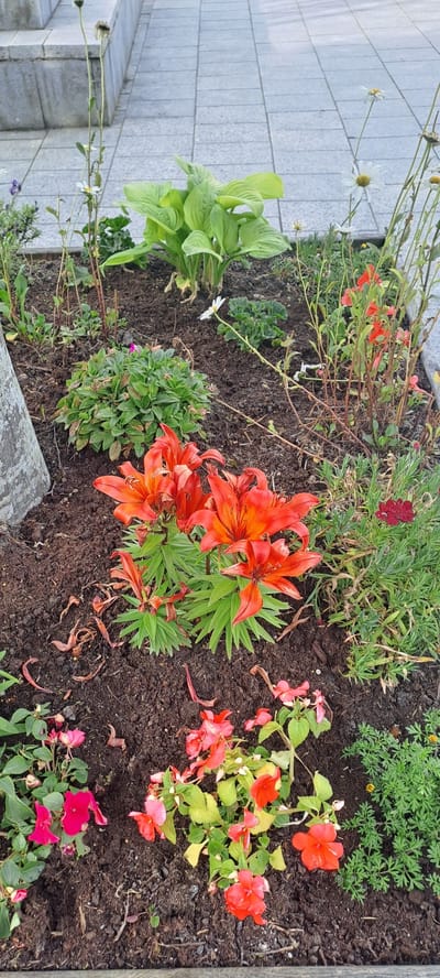 The image shows a close-up of a flowerbed located in Castlebar, Ireland. The flowerbed contains a variety of plants, including vibrant orange lilies, pink and red impatiens, a hosta plant with large green leaves, and some white daisies. The soil is dark brown and appears moist. In the background, a paved walkway made of grey concrete slabs is visible, suggesting an urban or park setting. A portion of a grey, textured tree trunk is on the left side of the frame. The overall impression is one of a well-maintained garden area.