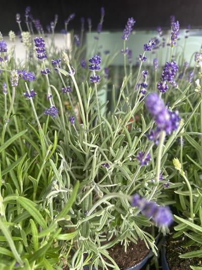 This is a close-up, vertical shot of lavender plants in pots. The focus is on the delicate purple flowers and the silvery-green foliage, characteristic of lavender. The plants are densely packed, with some flowers appearing sharper than others, suggesting a shallow depth of field. The background shows a dark, blurry area on the left, possibly indicating a wall or shadowed space, and dark soil in pots on the right. The lighting suggests it could be daytime, with natural light illuminating the plants. There are no people or discernible activities taking place, the image solely focusing on the botanical subjects. The context of Tuntenhausen, Germany, provides a geographical setting where lavender is likely cultivated. There is no visible text in the image.