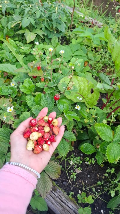 A close-up, high-angle, outdoor shot shows a person's left hand holding a small cluster of wild strawberries. The hand is cupped, and the berries are a mix of red and white, with some showing shades of orange. The hand has a light skin tone and is adorned with two bracelets: one a light pink knit band and the other a beaded bracelet with white and grey stripes. The background is filled with lush green foliage of strawberry plants, some of which are bearing small white flowers and red strawberries. The ground beneath the plants is dark soil, with some scattered small stones and weeds. A weathered wooden border runs along the bottom edge of the frame. The scene appears to be a garden in Орбита Снт (терпигорьево), Russia, likely during the summer harvest season.