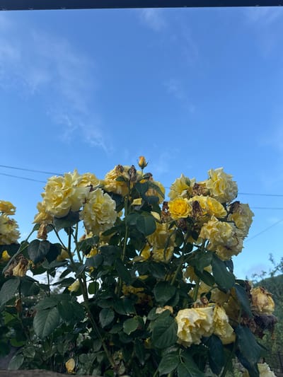 A cluster of blooming yellow roses is captured from a low angle, set against a clear blue sky with wispy white clouds. The roses are vibrant, with some fully open and others still budding. The foliage is a rich green, interspersed with dried brown rose petals and leaves, indicating a natural, slightly wild growth. Power lines are visible in the background, stretching horizontally across the sky. The scene is outdoors, under natural light. No people or animals are present in the frame. The location is in the city of Kamennomostsky, Russia.