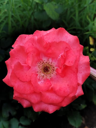 A close-up, high-angle shot features a vibrant pink rose in full bloom. The rose dominates the frame, its petals unfurling to reveal a complex, layered structure. Tiny dark spots are visible across the surface of the petals, and the center of the flower displays delicate stamens and pistils. The background is a softly blurred tapestry of green foliage, suggesting an outdoor garden setting. A hint of a metallic pole is visible on the right side of the image, partially obscured by the rose. The scene appears to be located in a garden within the Крупіцкі сельскі Савет, Belarus, likely a private garden or a park. There are no people or animals present in the image, and no specific actions or interactions are depicted. The lighting is natural and diffused, highlighting the textures and colors of the rose and its surroundings.