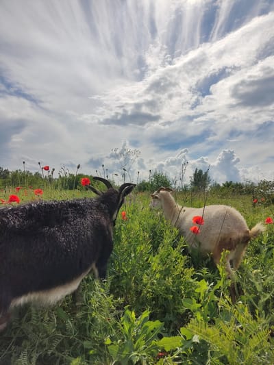 In a field of green grass and red poppies, two goats stand. One is a dark-colored goat with horns, facing away from the camera and towards a lighter-colored goat. The lighter-colored goat is also facing away from the camera, with its head down as if grazing. The field is lush and overgrown, with tall grasses and various wildflowers. In the background, a line of trees and a cloudy sky are visible. The image is taken from a low angle, emphasizing the height of the grass and the goats. The location is specified as Mar'yanivka, Ukraine.