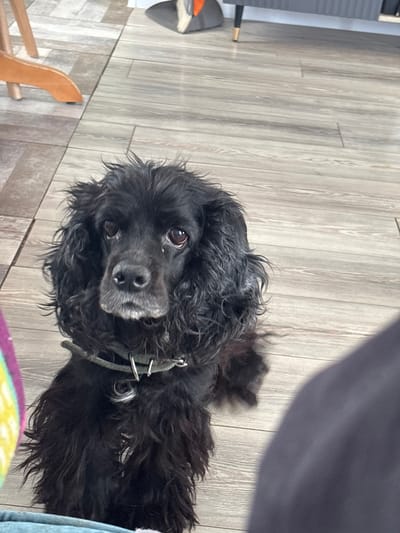 An indoor, close-up, high-angle shot captures a black dog, likely a cocker spaniel or a similar breed, resting on a light grey-brown laminate or wooden floor. The dog has dark, curly fur and large, expressive brown eyes, looking directly upwards towards the camera with a gentle and curious gaze. It wears a green or olive-colored collar with silver metal rings. The dog's head is tilted slightly, and its muzzle shows some lighter grey hairs, particularly around the chin.
The background consists primarily of the floor, which has distinct plank patterns. To the left of the dog, glimpses of other household objects are visible: a curved, light brown wooden chair leg and a dark object, possibly part of a vacuum cleaner or another piece of furniture. To the right and foreground, a blurred dark shape, possibly a person's leg or arm, is present, with a colorful, blurry fabric (showing shades of purple, yellow, and green) at the very bottom right of the frame. The lighting suggests an indoor setting, possibly with natural light filtering in. No specific activity beyond resting and looking at the camera is depicted. There is no visible text. The location context for this image is Natukhayevskaya, Russia.