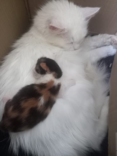 A mother cat with white fur sleeps curled up with two kittens. The kittens have calico coloring with patches of black, orange, and white. They are nestled close to the mother cat for warmth. The cats are inside a cardboard box. The image does not provide any information about the city of Sigulda, Latvia.