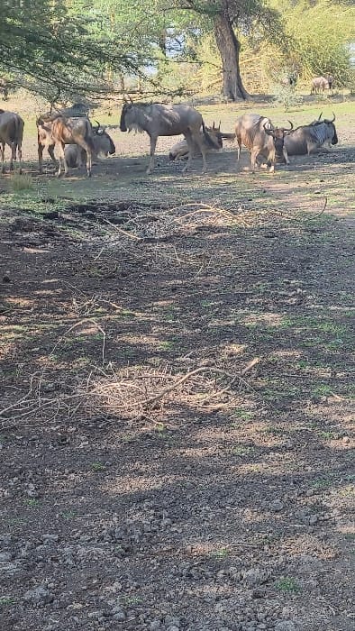 The image depicts an outdoor scene within the city of Mto wa Mbu, Tanzania, featuring a group of wildebeest in a natural environment. The foreground consists of dark, uneven soil partially covered with scattered dry branches and sparse green vegetation, illuminated by patches of sunlight and shadow. In the midground, approximately eight wildebeest (Connochaetes taurinus) are visible. Several individuals are standing upright, exhibiting their characteristic grey-brown coats, dark manes, and curved horns. Others are observed lying down or resting on the ground beneath the partial shade of large, leafy trees. A prominent tree trunk is situated towards the right mid-background. The background reveals an expanse of water, likely a lake or large pond, reflecting light, with additional trees and distant land visible beyond it. The scene is under natural daylight. No human subjects are present.
