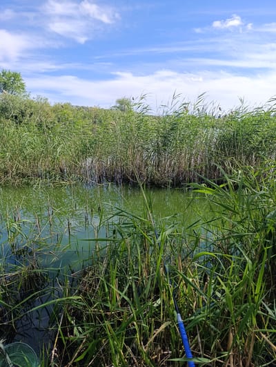 The image depicts a natural scene with a focus on a body of water surrounded by tall green reeds. The water is a murky green color and reflects the sky and surrounding vegetation. The reeds are dense and appear to be growing along the edge of the water and in some areas, obscuring the view of what lies beyond. In the foreground, a blue fishing rod is visible, angled downwards towards the water, with a green fishing net partially visible to the left. The sky above is blue with scattered white clouds. The environment suggests a rural or natural setting, possibly a lake or riverbank. There are no people visible in the image. The scene is static and peaceful, capturing a moment in nature, possibly during a fishing trip. The location is identified as Zhdanov Rural District, Kazakhstan.