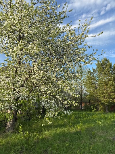 The image shows a blooming tree with white flowers against a blue sky with wispy clouds, presumably in Галево, Russia. The tree is located near a grassy area with a fence visible in the background. Another green tree is also present in the background.