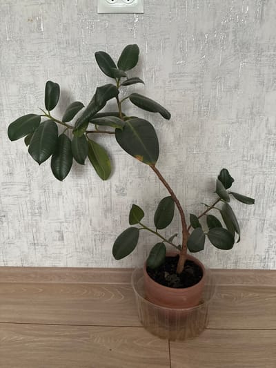 A potted rubber tree is positioned indoors, leaning slightly to the right, against a textured, light-colored wall with metallic accents. The plant is in a reddish-brown pot, which is placed inside a clear plastic saucer. The floor beneath the plant is made of light-colored wood planks. A white electrical outlet is visible on the wall in the upper portion of the image. The scene appears to be a domestic setting, likely a home or office. There is no discernible information in the image that can place it in Альхоўскі сельскі Савет, Belarus.