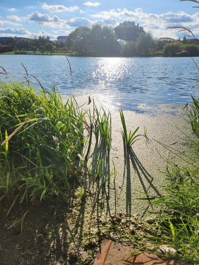 The image shows a picturesque natural scene on a sunny day, likely in the city of Yudino, Russia, given the context provided. A calm lake occupies the majority of the frame, with its surface shimmering due to the sun's reflection. The foreground is dominated by lush green grass and reeds growing along the bank, casting long shadows on the water and the muddy shore. In the background, trees and buildings form a scenic backdrop against a bright blue sky with scattered white clouds. The overall impression is one of a tranquil and serene environment, typical of a suburban or rural landscape.