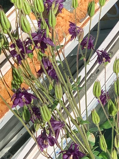The image depicts a close-up of a cluster of purple columbine flowers and their developing seed pods against a backdrop of striped blinds and an orange textured surface. The flowers are deep purple, with delicate petals and prominent stamens. Many of the plants have green, elongated seed pods, some still closed and others beginning to open. The stems are thin and green, supporting the flowers and pods. The background suggests an indoor setting with sunlight filtering through blinds, creating stripes of light and shadow. The orange surface appears to be some kind of textured material, possibly a cushion or a piece of furniture. There are no people or animals visible in the image. The scene appears to be a still life composition, possibly on a windowsill or table in a residential area of Probuzhdenie, Russia.