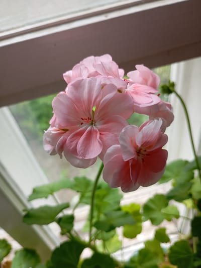A close-up, eye-level shot focuses on a cluster of delicate, pale pink geranium flowers in full bloom. The petals are soft and slightly translucent, with darker pink veins radiating from the center. The stamens are a bright red, adding a pop of contrasting color. The flowers are set against a blurred background of green foliage and a white window frame, suggesting an indoor setting near a window. The light is soft and diffused, creating a gentle, natural glow. The image is likely taken in Krasnoarmeysk, Russia, given the prompt's context, but the scene itself is devoid of any specific Krasnoarmeysk landmarks or distinguishing features. No people or actions are depicted.