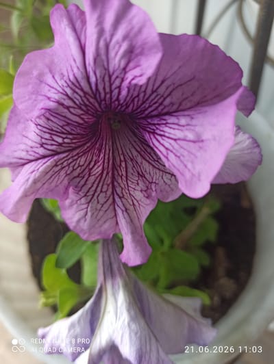 A close-up, vertical, eye-level shot focuses on a vibrant purple petunia flower with dark purple veins radiating from its center. The flower is in full bloom, with its delicate petals unfurling. Below the main flower, a second, lighter purple petunia is partially visible, its petals drooping slightly. The flowers are potted in dark soil within a white planter, which is partially visible at the bottom right of the frame. Lush green leaves are interspersed between the flowers and the soil. The background is blurred, showing hints of a dark railing or fence, suggesting an outdoor setting. Text overlay in the bottom left corner reads "REDMI NOTE 8 PRO AI QUAD CAMERA", and in the bottom right corner reads "21.06.2026 11:03". The scene is static and shows no people or animals. The image is likely taken in Sovetskiy, Russia, given the timestamp.