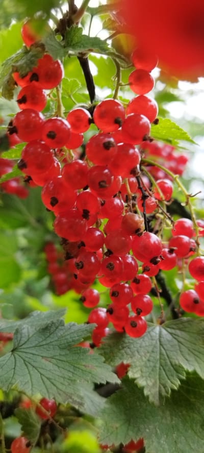 The image shows a close-up of several clusters of ripe red currants hanging from a branch. The berries are small, round, and a vibrant red color. Some of the berries have small dark seeds visible. The currants are surrounded by green leaves, some of which are partially visible in the foreground and background. The overall impression is of a healthy plant in a natural outdoor setting. There are no people or any man-made objects visible in the image. The image is taken from a vertical perspective, with the top of the frame showing a blurry red area, possibly another cluster of currants or a part of the plant that is out of focus. The location is Азгінавіцкі сельскі Савет, Belarus.