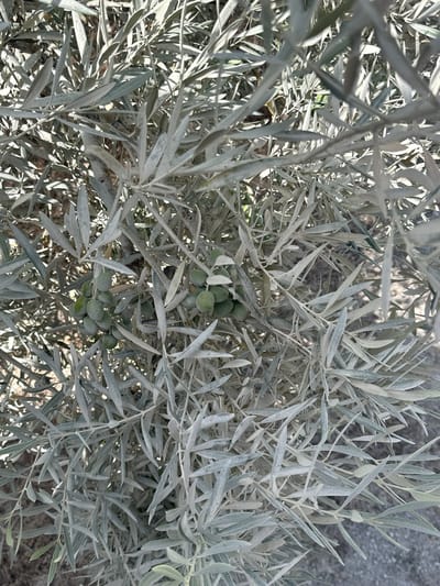 The image shows a close-up, eye-level view of an olive tree with several clusters of green olives hanging among its silvery-green leaves. The leaves appear dusty or covered in a fine white powder, suggesting they may be coated in a substance like calcium carbonate or a fine mist of water. The ground beneath the tree is visible, appearing to be a mix of dirt and gravel. The lighting suggests it is daytime, with shadows indicating sunlight. There are no people or animals present in the frame. The scene is likely located in an outdoor environment, consistent with a garden or agricultural setting in La Rambla, Spain.