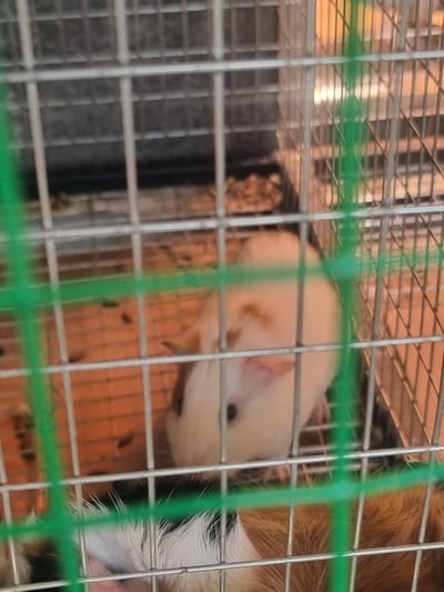 The image shows three guinea pigs inside a metal cage. The guinea pigs are white, brown, and black. The cage has a metal grate floor and metal bars. There is some bedding in the cage, and it appears to be made of wood shavings. The image is taken from an angle that shows the front of the cage, and the guinea pigs are partially obscured by the bars. The overall lighting is dim. The location is not Uychi, Uzbekistan.