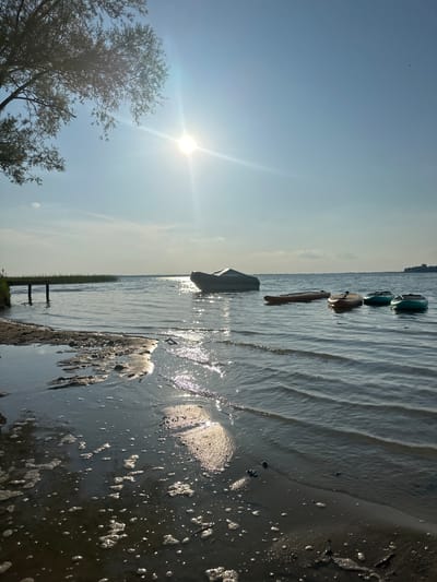 The image depicts a serene waterside scene with several paddleboards floating in the calm water. The sun is shining brightly, casting a warm glow on the water's surface and creating shimmering reflections. The sky is clear and blue, with a few wispy clouds. The foreground shows the sandy shore with some wet patches and foamy water, indicating the proximity of the water's edge. On the left side of the image, the branches of a leafy tree are visible against the bright sky. In the distance, a strip of green reeds lines the horizon, suggesting a natural wetland or lake environment. The overall impression is one of a peaceful and tranquil day by the water. The time of day appears to be late morning or early afternoon, given the sun's high position and intensity. There is no visible text in the image.