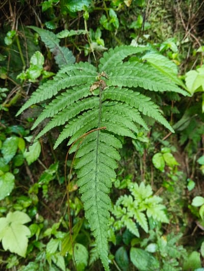 The image depicts a close-up view of a vibrant green fern frond, located in Desa Mburukulu, Indonesia. The single prominent fern frond, oriented vertically and filling the central frame, features numerous pinnately compound leaflets along its central rachis. The leaves exhibit a finely serrated or lobed texture and vary in shades of green, with some lighter areas suggesting illumination and darker areas indicating shadow or moisture. A thin, reddish-brown stick or dried vine segment approximately 6-8 cm long rests horizontally across the central rachis of the fern. The immediate background consists of dense, out-of-focus green foliage, including smaller ferns and other broad-leafed plants, suggesting a lush, natural environment like a forest or jungle undergrowth. Some leaves in the background appear glossy or damp, indicative of moisture. No human subjects, animals, or man-made objects are present.