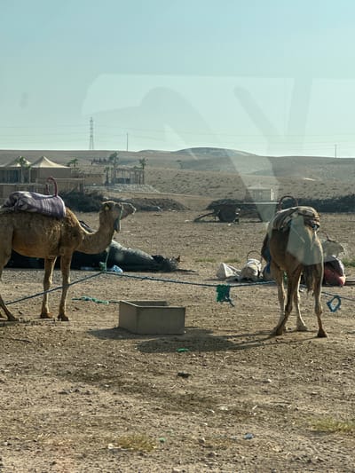 The image shows several camels in a dusty area, possibly a roadside. One camel in the foreground has a purple saddle blanket. Behind it is a black plastic object. Another camel is positioned further back, with what appears to be luggage or goods loaded on its back. There are sparse bushes and some sort of structure in the background, which includes a tent-like structure, a building, and palm trees, as well as power lines. A hill rises in the distance. The light suggests it is midday or afternoon. The photo seems to be taken from inside a vehicle, evident from a slight reflection on the left side of the frame. The location is likely Tameslouht, Morocco, suggested by the arid landscape and architectural elements visible in the background.