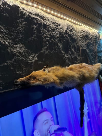 The image shows a taxidermied mammal, likely a European polecat, positioned near a wall with LED lighting and a television screen. The wall has a rough, textured surface. The television screen displays a human face with a blue hue. The location is potentially Lilkovo, Bulgaria, as requested, although this is not discernible from the image alone.