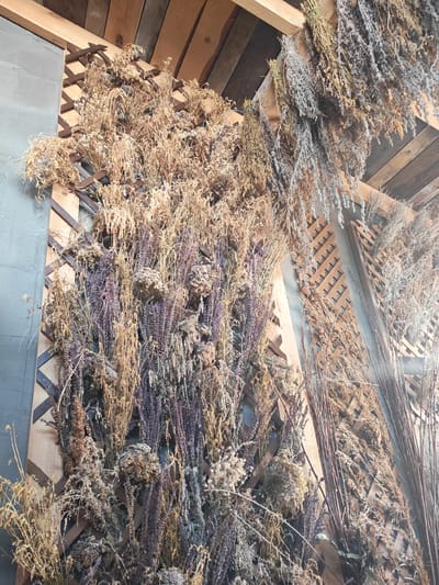 The image depicts a rustic display of dried plants, predominantly herbs and grasses, arranged on a wooden lattice against a grey wall. Bundles of dried flora, in various shades of brown, tan, and muted purple, are suspended from a wooden ceiling structure composed of planks. The overall impression is one of a dried herb shop or a rural aesthetic. The scene is indoors, likely within a building. There are no people visible in the image. The location is stated to be Mokhovichki, Russia, though this information cannot be independently verified from the visual content of the photograph.