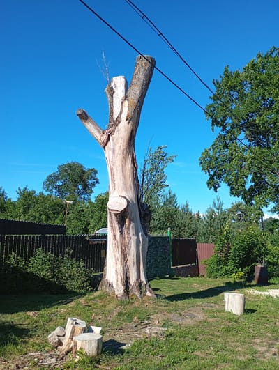 The image depicts a rural scene in Retun, Russia, dominated by a large, weathered tree stump. The stump, stripped of its bark, stands tall with several branches still attached, one of which points upward towards a clear blue sky crisscrossed by power lines. The stump is positioned in a grassy area with a scattering of smaller wood pieces around its base. In the background, a dark wooden fence runs horizontally across the scene, partially obscured by lush green foliage and several trees. A sign with Cyrillic lettering is visible on the fence. To the right of the stump, another smaller tree stump sits in the grass. The overall environment suggests a sunny day in a somewhat unkempt, outdoor setting.