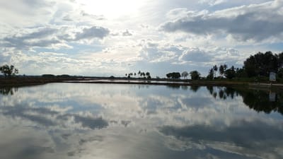 This is a wide shot of a calm body of water, likely a salt pond or a flooded field, in Pasi ie Leubeue, Indonesia. The water is still, reflecting the dramatic cloudy sky and the distant treeline. Palm trees and other lush vegetation line the far bank of the water, creating a silhouette against the bright sky. The sun is visible through the clouds, casting a soft light on the scene. The overall atmosphere is peaceful and serene.
