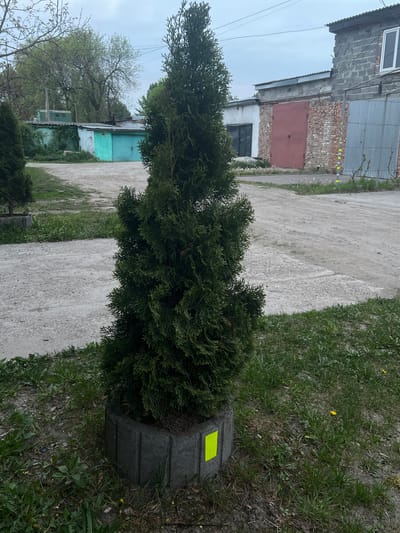 The image shows a columnar evergreen tree planted in a concrete planter. A bright yellow sticker is adhered to the planter. The tree stands beside a concrete pathway. A lawn borders the pathway on the right. Buildings of mixed construction, including brick and corrugated metal, are visible in the background. The location is Cherliany, Ukraine.
