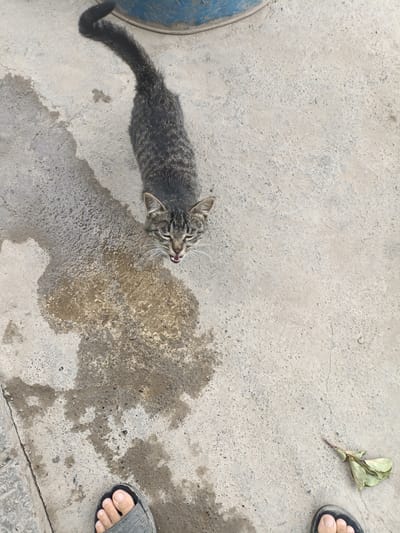 The media file shows a tabby cat with its mouth open, looking upwards. The cat's fur is a mix of grey, black, and brown stripes. Its eyes are partially closed, and its whiskers are prominent. The cat is standing on a wet, concrete surface, with a large dark shadow cast on the ground behind it. To the left of the cat, there is a large, wet patch on the concrete, possibly from a recent spill or rain. In the foreground, two feet wearing dark-colored sandals are visible, suggesting the perspective of someone standing near the cat. To the far right of the image, a dried, light-green leaf is lying on the concrete. In the upper portion of the image, a small part of a blue cylindrical object, possibly a container or bucket, is visible. The scene appears to be outdoors, likely in a courtyard or alleyway, given the concrete ground and the presence of what looks like a bucket. The lighting suggests it is daytime, and the wet ground might indicate recent rain or cleaning. The cat's open mouth and upward gaze could suggest it is meowing or reacting to something above. There is no visible text in the image. The location context is Tash-Dobo, Kyrgyzstan.
