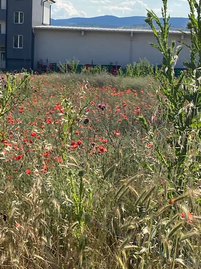The image shows a field of red poppies and tall grasses in front of a building in Belo Pole, Bulgaria. The building appears to be an industrial or commercial structure with a grey facade and a lighter colored roof. Several stacks of colorful crates, possibly for storage or transport, are visible against the building's wall. In the background, rolling hills are visible under a partly cloudy sky. The foreground is dominated by the wildflowers and grasses, with a large green thorny plant on the right side of the frame. The scene is set in daylight, with the sun casting shadows and highlighting the textures of the vegetation.