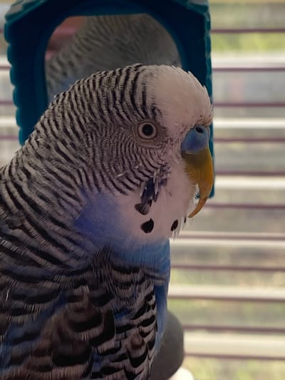 A budgerigar is positioned in the foreground, facing right, with its head tilted slightly upward. The bird has white and grey striped feathers on its head and body, with patches of blue on its chest. Its beak is yellow and curved. Behind the bird, a blue plastic structure, possibly a bird toy or enclosure, is visible. The background consists of horizontally slatted blinds, suggesting an indoor setting. There is no discernible location information in the image that would indicate Staromyshastovskaya, Russia.