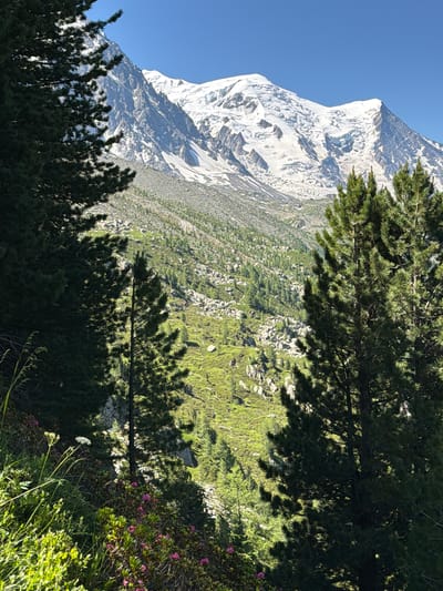 The image depicts a mountainous landscape, likely taken in Chamonix-Mont-Blanc, France, under clear blue skies. The scene is dominated by a massive, snow-capped mountain peak that takes up the left side of the frame. Its slopes are a mix of rugged rock and white snow, indicating a high altitude.
In the foreground and midground, lush green vegetation covers the lower slopes, interspersed with rocky outcrops. Several coniferous trees, their branches casting shadows on the terrain, frame the view. The trees in the foreground are dense and dark, partially obscuring the mountain and the midground.
The vegetation in the midground appears greener and more sparse, with visible patches of grass and smaller shrubs. There are also clusters of pink wildflowers, suggesting a late spring or summer season. The overall impression is one of a serene and wild natural environment.
The time of day appears to be morning or early afternoon, given the bright sunlight and clear sky, casting distinct shadows from the trees. The weather is fair and sunny, ideal for outdoor exploration. There are no people or man-made objects visible in the image, emphasizing the natural and untouched quality of the location. The scale of the mountain and the wilderness suggests a remote and possibly challenging hiking or mountaineering area.