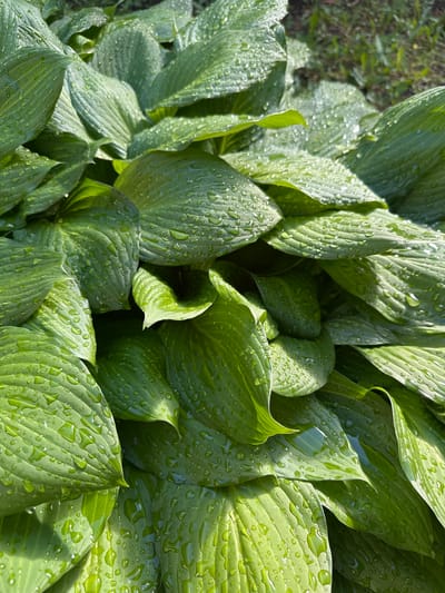 The image displays a close-up, high-angle view of a dense cluster of large, lush green leaves, likely belonging to a Hosta plant, heavily adorned with numerous sparkling water droplets. The leaves are broad and prominently veined, with some appearing smooth and others slightly textured. Their surfaces vary in hue from a deeper emerald green to a brighter, almost lime green where the sunlight hits directly.

Each leaf is covered in small, spherical water droplets that catch and reflect the light, creating a shimmering effect. Some droplets have coalesced into larger puddles on the depressions of the leaves. The arrangement of the leaves is thick and overlapping, creating a full, verdant tapestry.

The lighting suggests it is daytime, with strong, directional sunlight casting distinct shadows and creating bright highlights on the wet surfaces of the leaves. This interplay of light and shadow adds depth and dimension to the foliage. In the upper left background, and more clearly visible in one of the crops, there are blurred patches of darker green, indicating other out-of-focus plants or grass, suggesting an outdoor garden or natural setting.

There is no visible human activity, animals, or text in the image. The scene captures a moment of natural beauty, possibly shortly after rain or morning dew, conveying a sense of freshness and vitality in an outdoor environment in Prigorodniy, Russia.