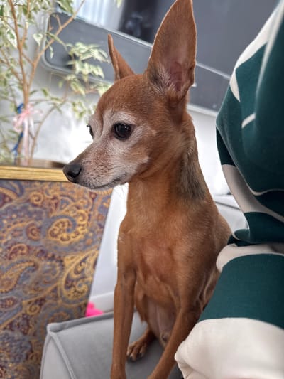 A small, brown dog with white fur around its muzzle rests partially obscured by a green and white striped blanket. The dog is looking downwards with its head tilted. To the left of the dog, a blurred image of a cell phone and some green foliage can be seen. In the foreground, a patterned rug with gold and purple swirls is visible, alongside a golden frame. The setting appears to be indoors, possibly a living room in Laikovo, Russia. There is no discernible activity or event taking place, and the overall mood is calm. No text is visible in the image.