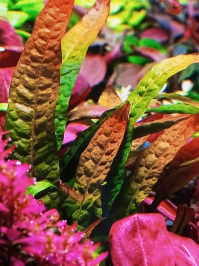 The image shows an arrangement of aquarium plants with red, green, and brown leaves. The plants appear to be submerged. The texture of the leaves is visible, showing ridges and variations in color. The background is blurry with indistinct colors. The location in the city of Tanjongnie, Indonesia, is not discernible from the image. There are no people visible.