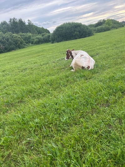 A brown and white cow lies on a grassy hill under a cloudy sky. The cow is facing away from the camera, with its head turned to the left. The hill is covered in lush green grass, with some trees and bushes visible in the background. The scene appears to be in a rural or semi-rural area, possibly on the outskirts of Terny, Ukraine. The lighting suggests it is daytime, but the clouds indicate overcast conditions.